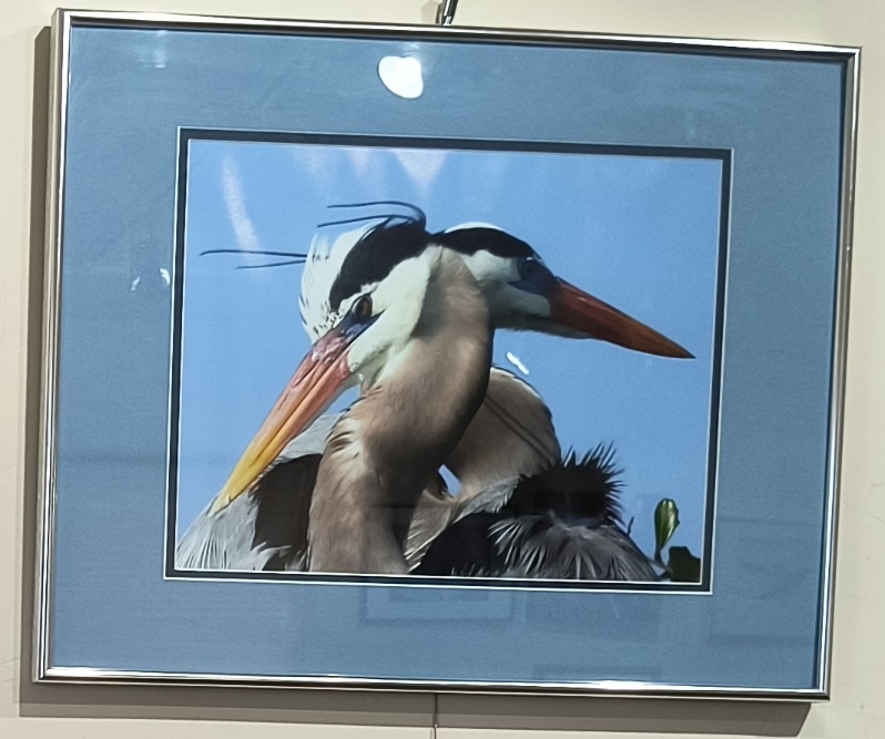 Product Description: Twin Herons</br></br>16x20 Metal Frame</br> Twin Herons