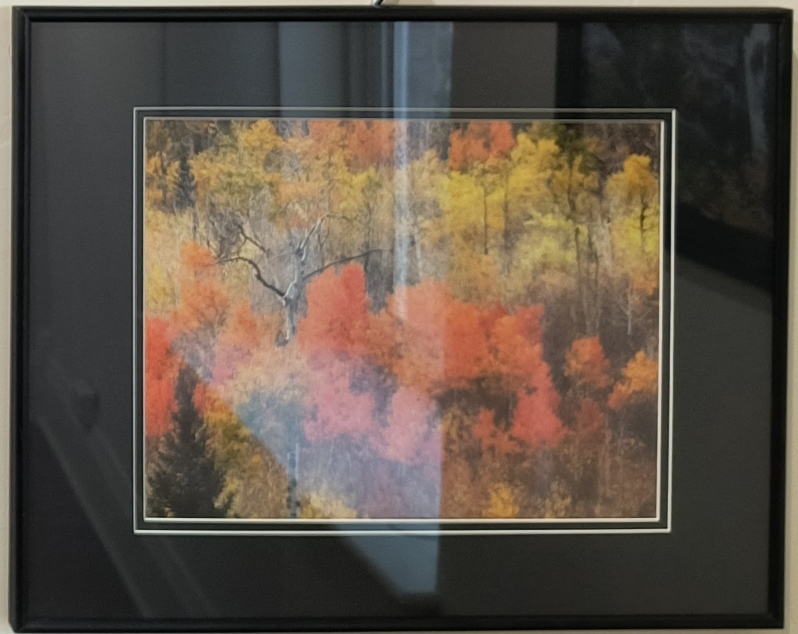 Product Description: Aspens in Full Bloom</br></br>16x20 Metal Frame</br> Aspens in Full Bloom